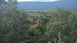 Giraffe gut getarnt im Masai Mara von Kenia