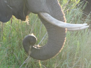 Elefant in Afrika - Lower Zambezi, Zimbabwe