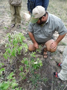 Ranger Andy beim Nashorn Tracking