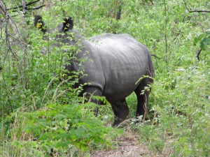 Nervöses Nashorn in Simbabwe