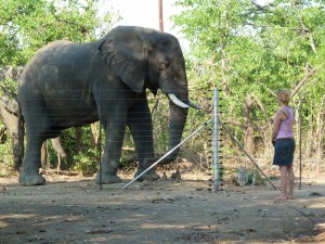 Elefantenbegegnung in Afrika