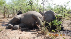 Tod durch Wilderer: Elefant in Simbabwe